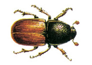 Ağaçkurdu